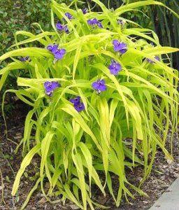 Spiderwort