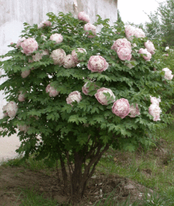 tree peony